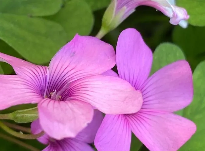 カントリーハウス Casa Le Sorelline San Macario In Piano